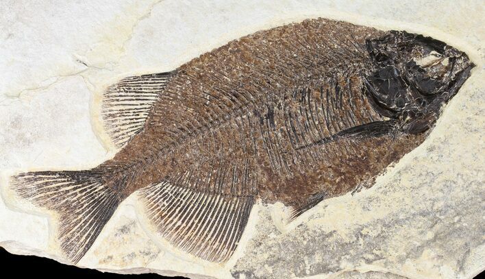 Phareodus Fossil Fish - Scarce Species #52507